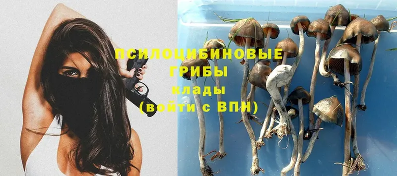 Галлюциногенные грибы Magic Shrooms  Нефтекумск 